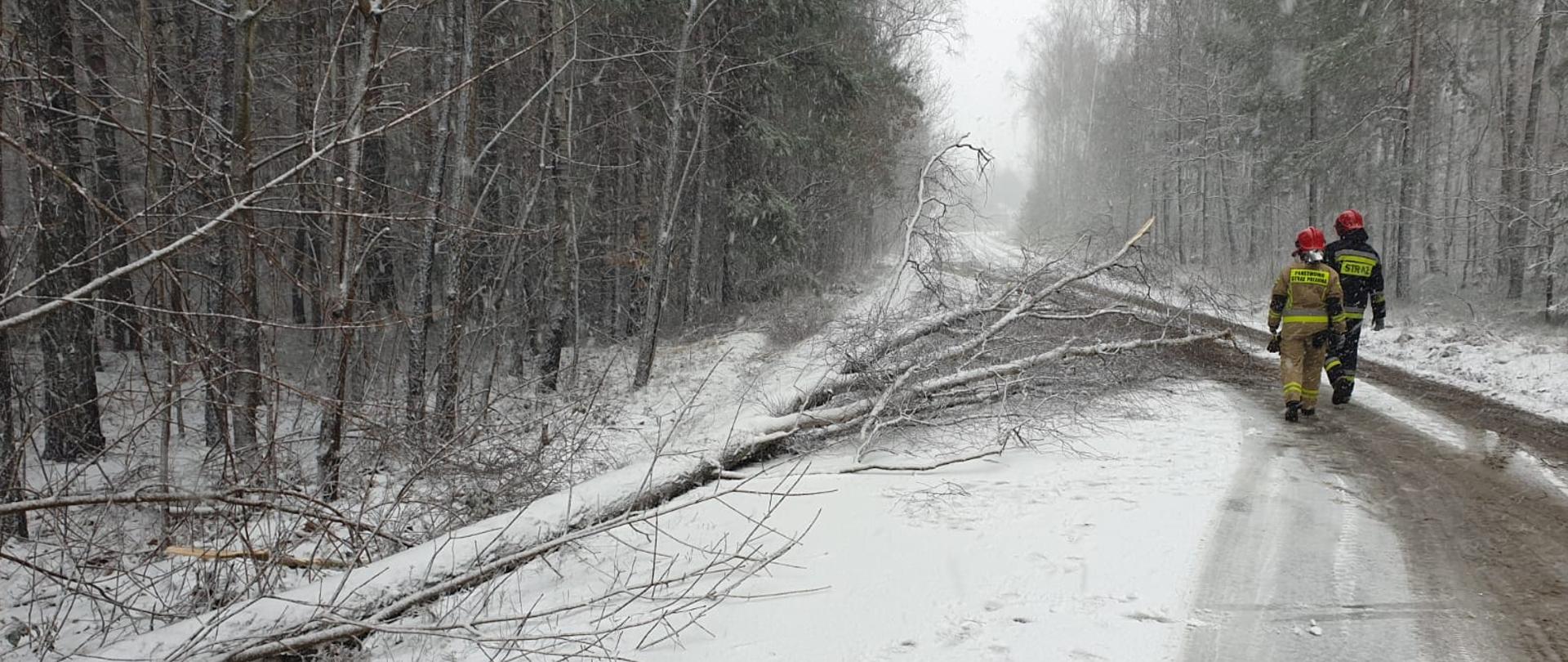 Na zdjęciu widoczna jest asfaltowa droga. Po obu stronach drogi widać zaśnieżone drzewa pobliskiego lasu. Na drodze widać dwóch strażaków, którzy podchodzą do przewróconego drzewa na drodze. Strażacy ubrani są w ubrania bojowe na głowach mają założone hełmy.