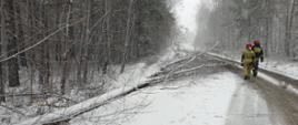 Na zdjęciu widoczna jest asfaltowa droga. Po obu stronach drogi widać zaśnieżone drzewa pobliskiego lasu. Na drodze widać dwóch strażaków, którzy podchodzą do przewróconego drzewa na drodze. Strażacy ubrani są w ubrania bojowe na głowach mają założone hełmy.
