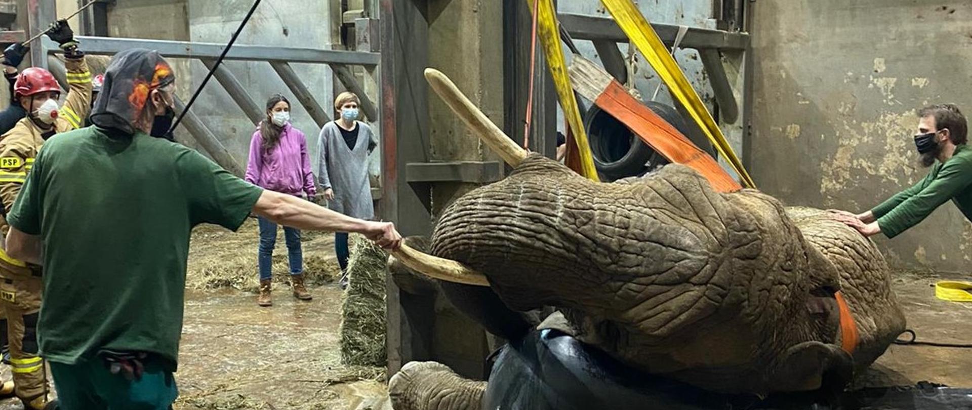 Pomoc SGRT w ratowaniu słonia 