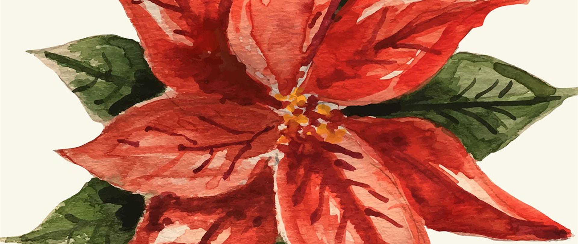 Grafika przedstawiająca namalowaną od góry roślinę Wilczomlecza nadobnego zwaną potocznie Gwiazdą Betlejemską. Namalowana roślina jest dokładnie z góry i przedstawia mocno czerwone podsadki z owocami na środku a niżej zielone liście.