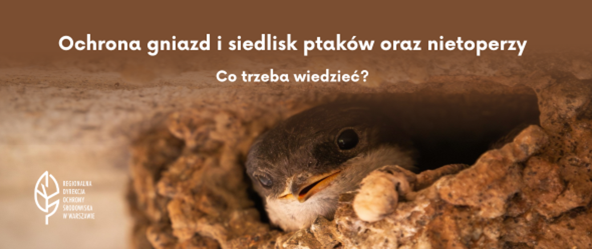 Jaskółka w gnieździe, logo Regionalnej Dyrekcji i hasło dotyczące ochrony gniazd i siedlisk