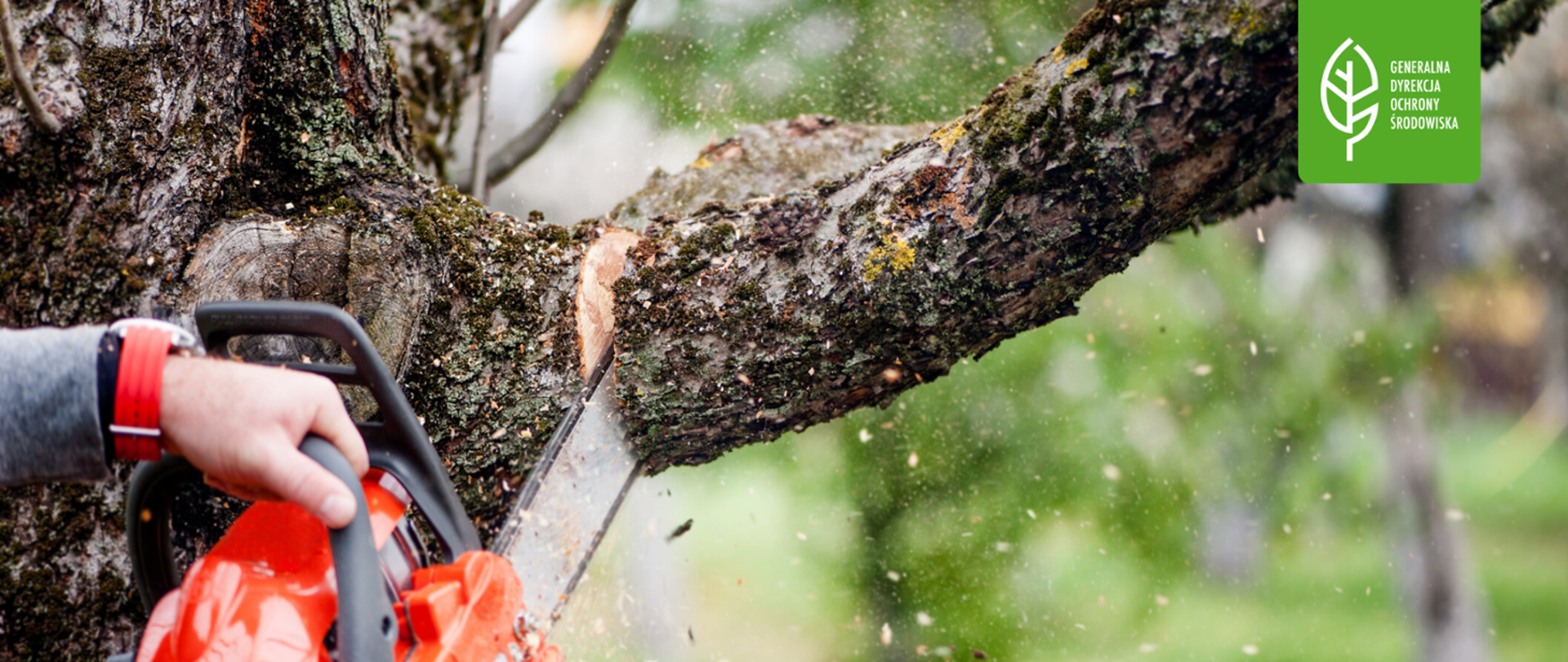 Zbliżenie na męskie dłonie z piłą mechaniczną przycinające gałęzie drzewa, w prawym górnym rogu znajduje się logo Generalnej Dyrekcji Ochrony Środowiska (biały liść)