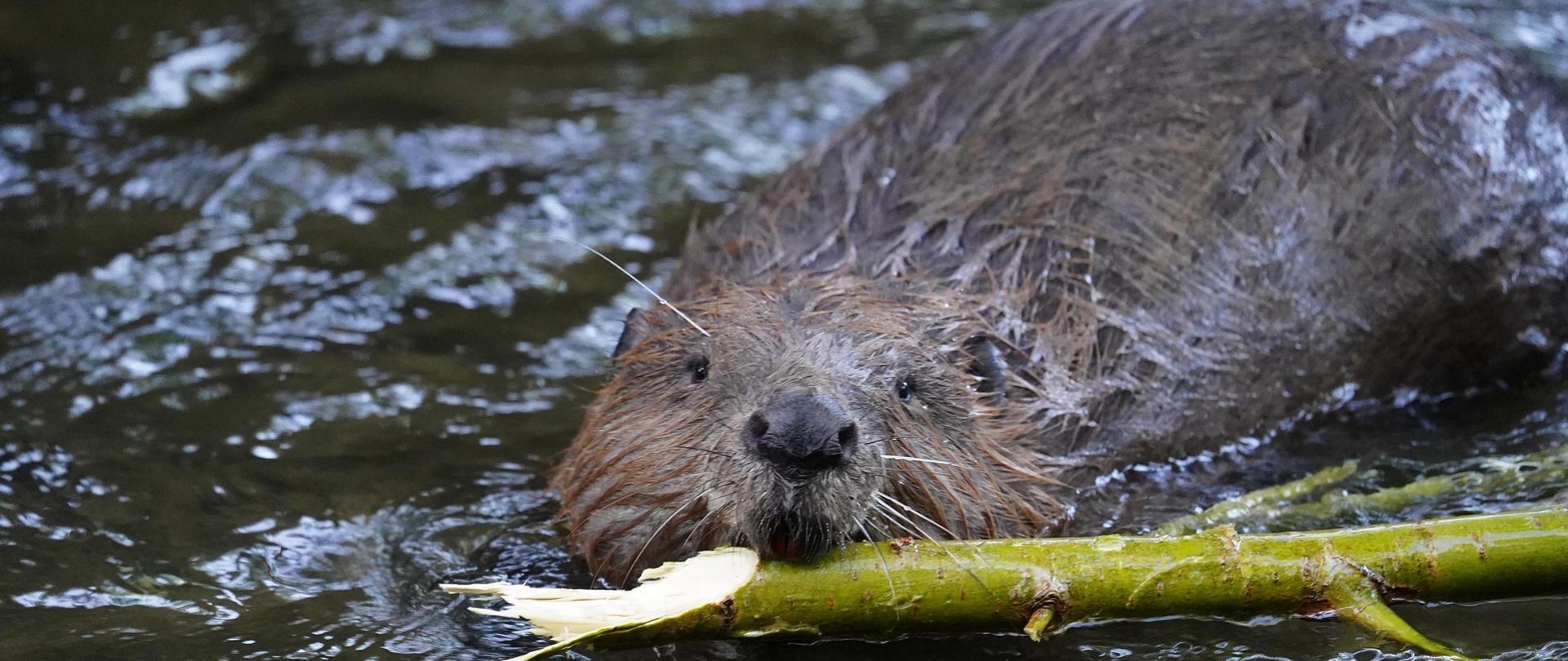 Bóbr w wodzie, trzymający w zębach gałąź