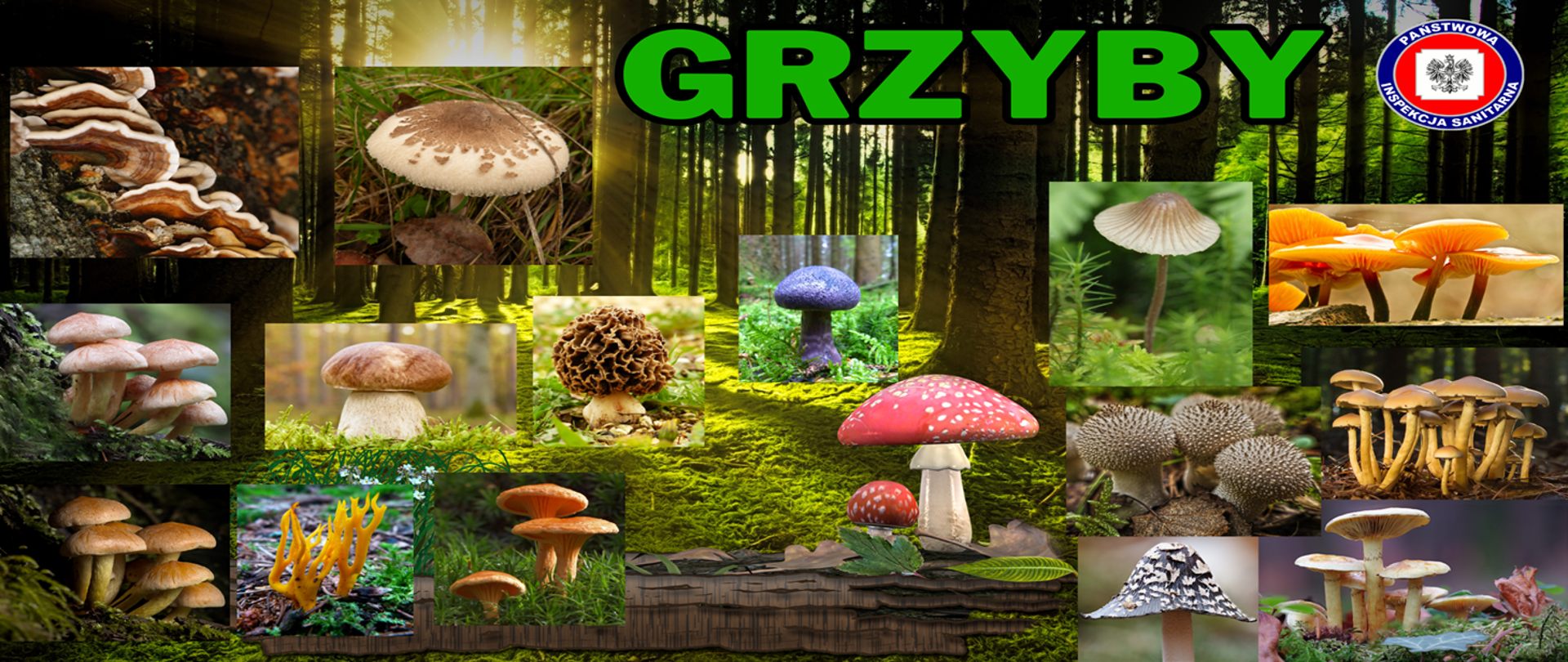 Sezon na grzyby - jak przygotować się na grzybobranie