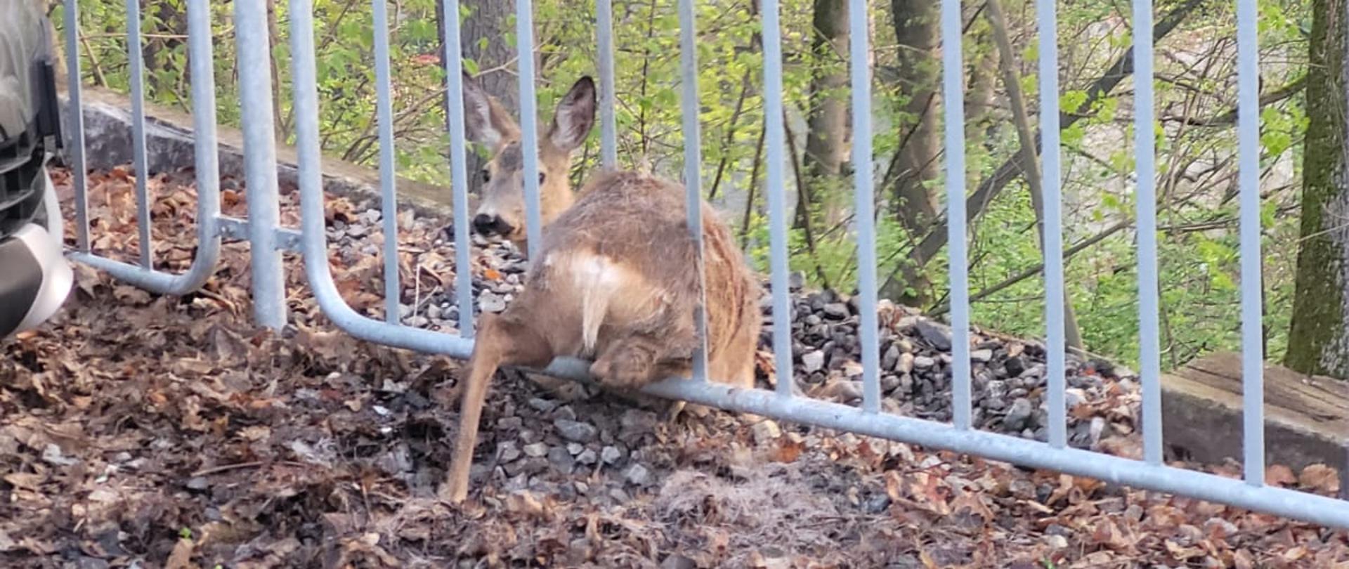 Sarna zablokowana w ogrodzeniu