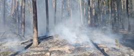 Pożary lasów