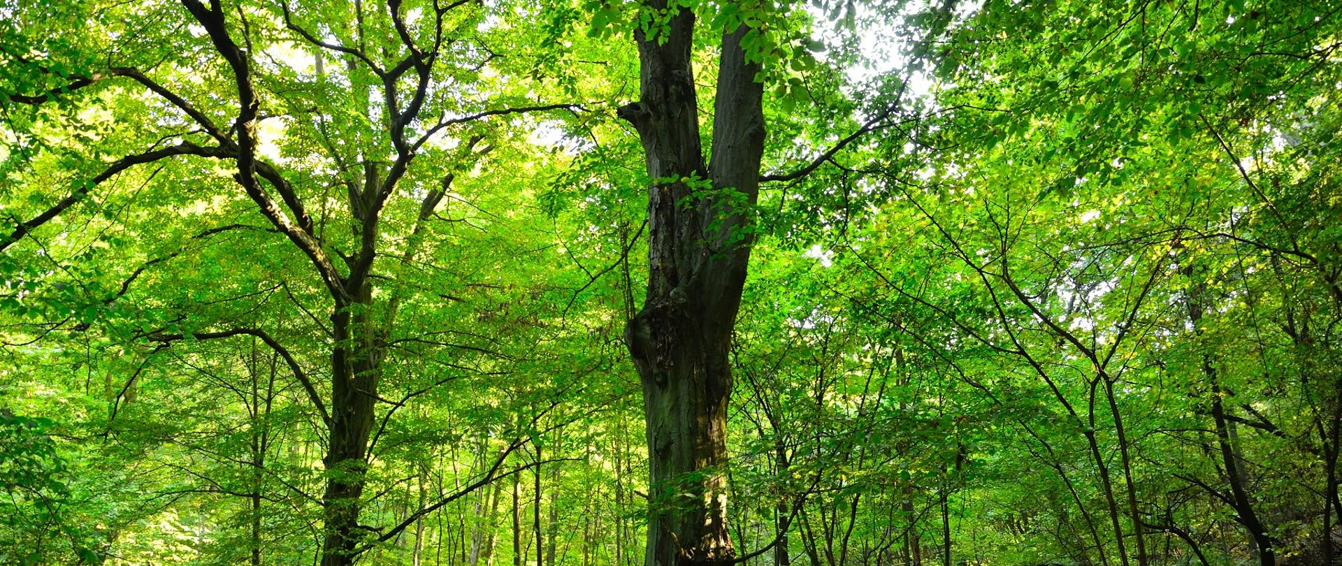 Drzewa liściaste, tworzące gęsty las.