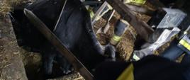 Krowa w otworze szamba podtrzymująca przez strażaków