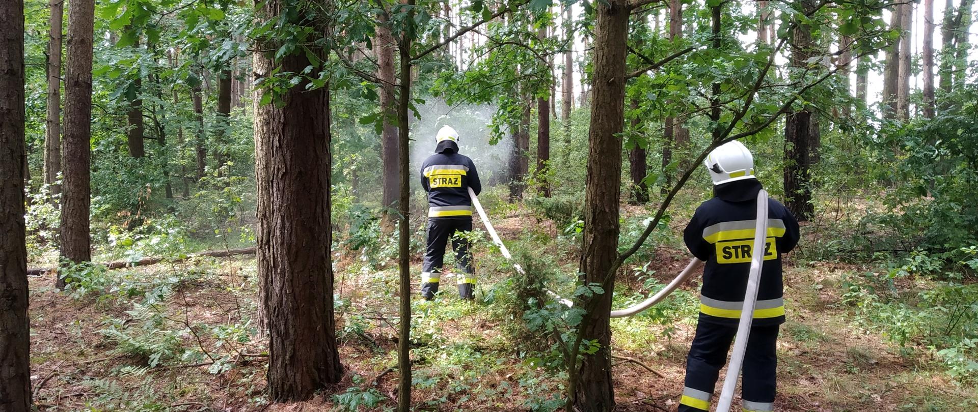 Dwóch strażaków OSP z linią gaśniczą biorących udział w ćwiczeniach w zakresie gaszenia kompleksów leśnych. Strażacy stoją pośród drzew.