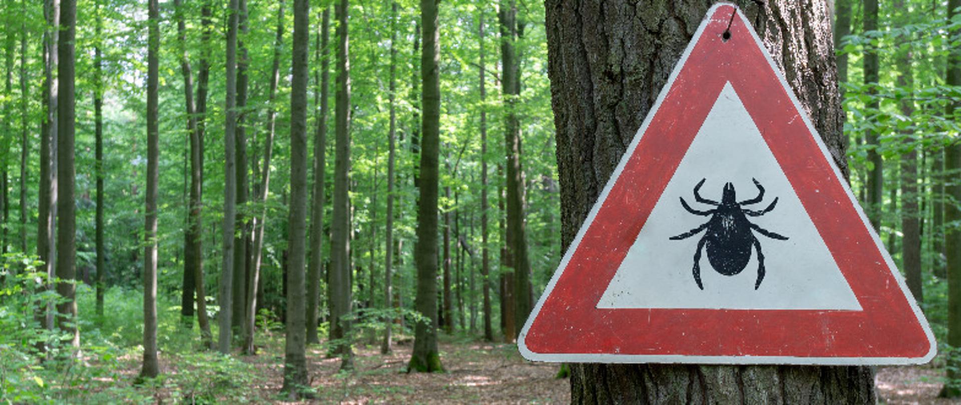 Na tle lasu po prawej stronie na znaku ostrzegawczym umocowanym na drzewie widnieje kleszcz w kolorze czarnym.