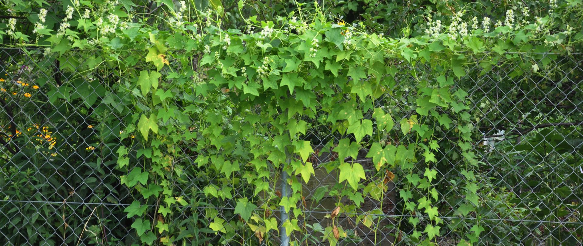 Na zdjęciu zwisająca z siatki kolczurka klapowana o zielonych, pięcioklapowych liściach i licznych białych kwiatach.