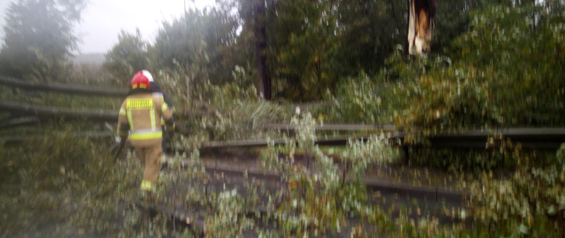 zdjęcie przedstawia strażaka na tle powalonego drzewa na jezdnię