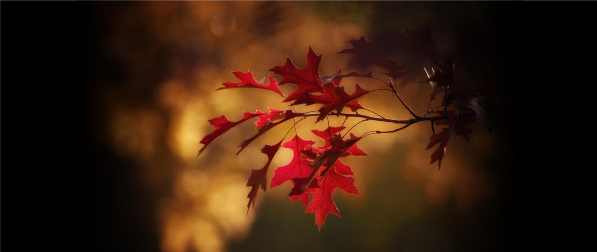 Zdjęcie przedstawia jesienny liść klonu