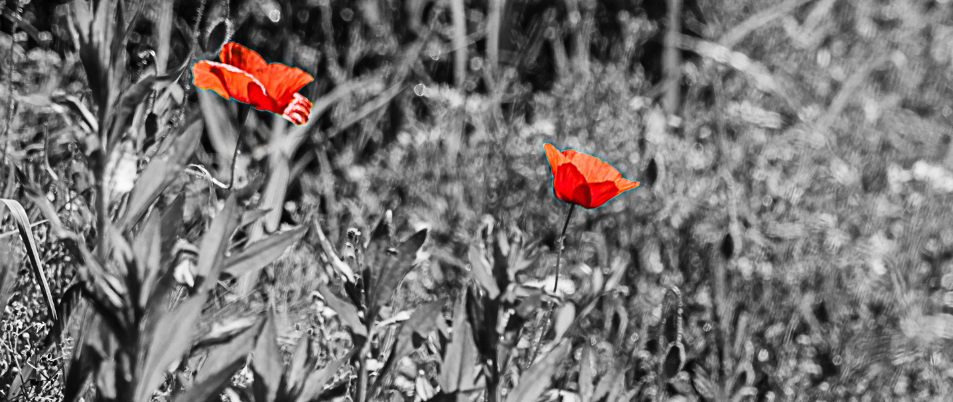 czerwone maki na czarnobiałym tle łąki