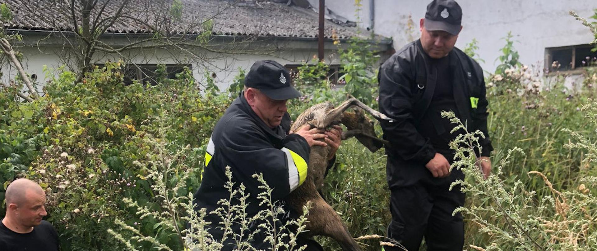 Strażacy uratowali małą sarnę - strażak niesie mała sarnę na rękach