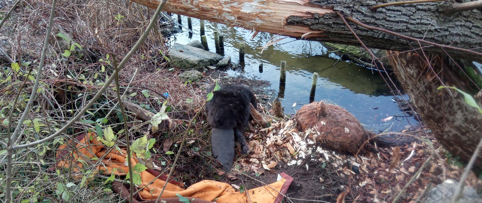 Brzeg jeziora. Uwolniony bóbr wraca do wody.