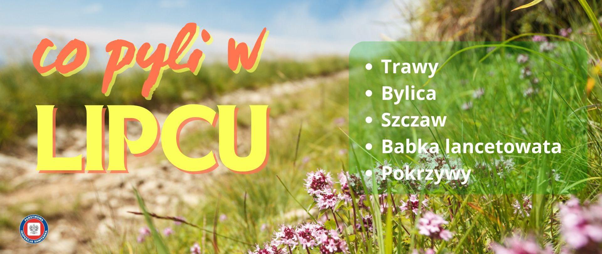 Kwitnąca łąka z polną drogą