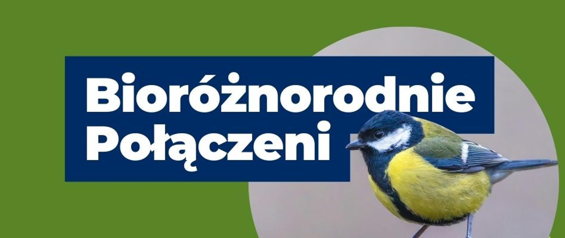 baner system kaucyjny 