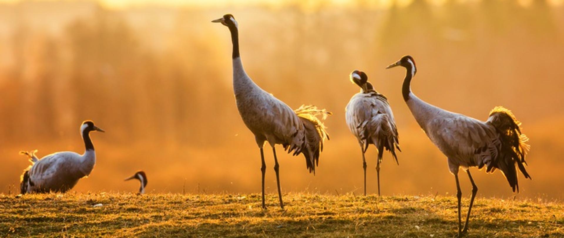 Grupa żurawi. Duże ptaki, które stoją na trawie. Tło jasne, wskazuje na wczesny poranek. 