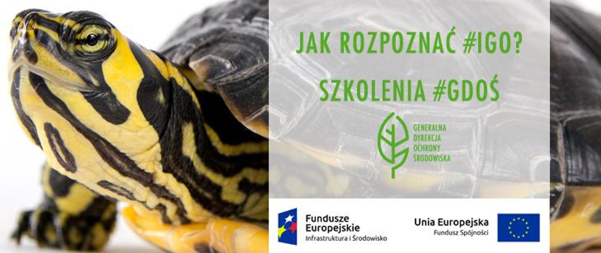 Żółw żółtolicy na białym tle i napis: jak rozpoznać #IGO, Szkolenia #GDOŚ