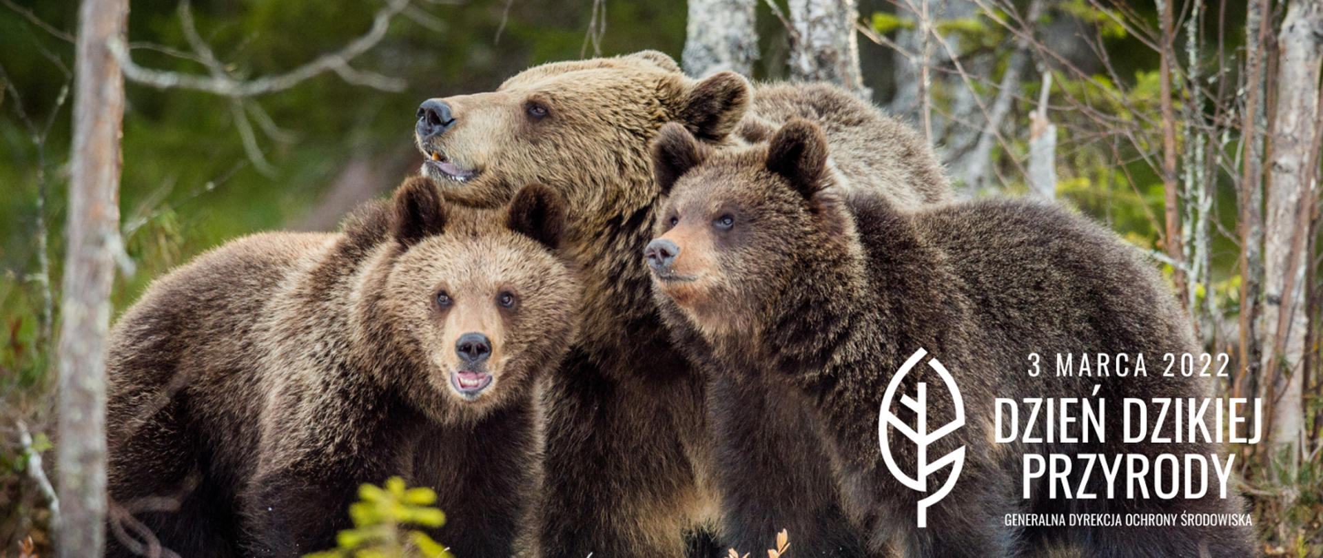 Na zdjęciu widać trzy niedźwiedzie. Na dole z prawej strony napis: "3 marca 2022 Dzień Dzikiej Przyrody Generalna Dyrekcja Ochrony Środowiska".
