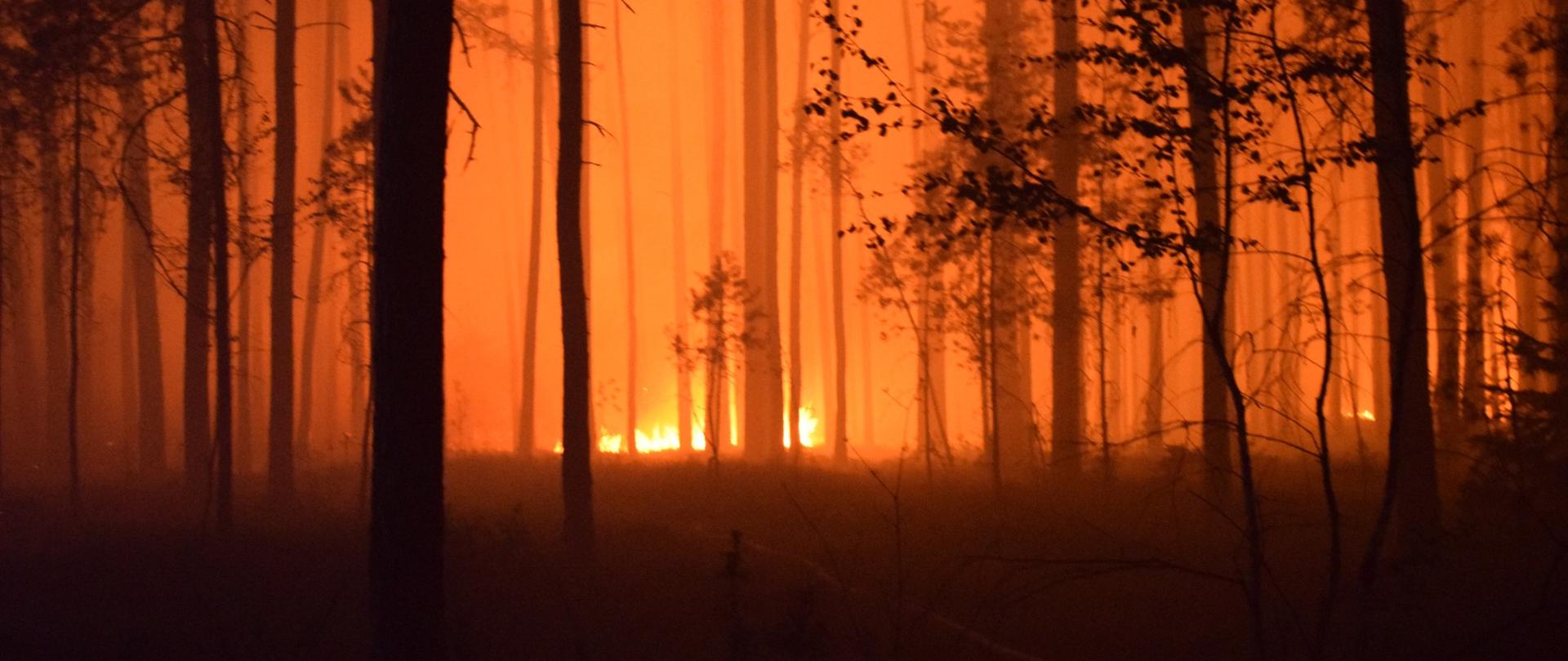 Pożar lasu na Lubelszczyźnie