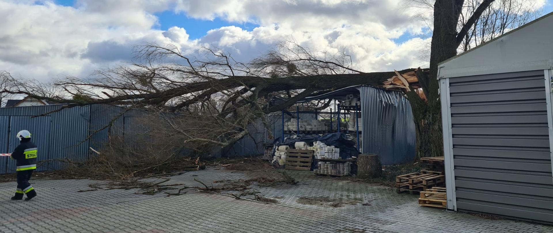 Zdjęcie przedstawia strażaków usuwających przewrócone drzewo w wyniku silnych wiatrów.
W tle inne drzewa.
