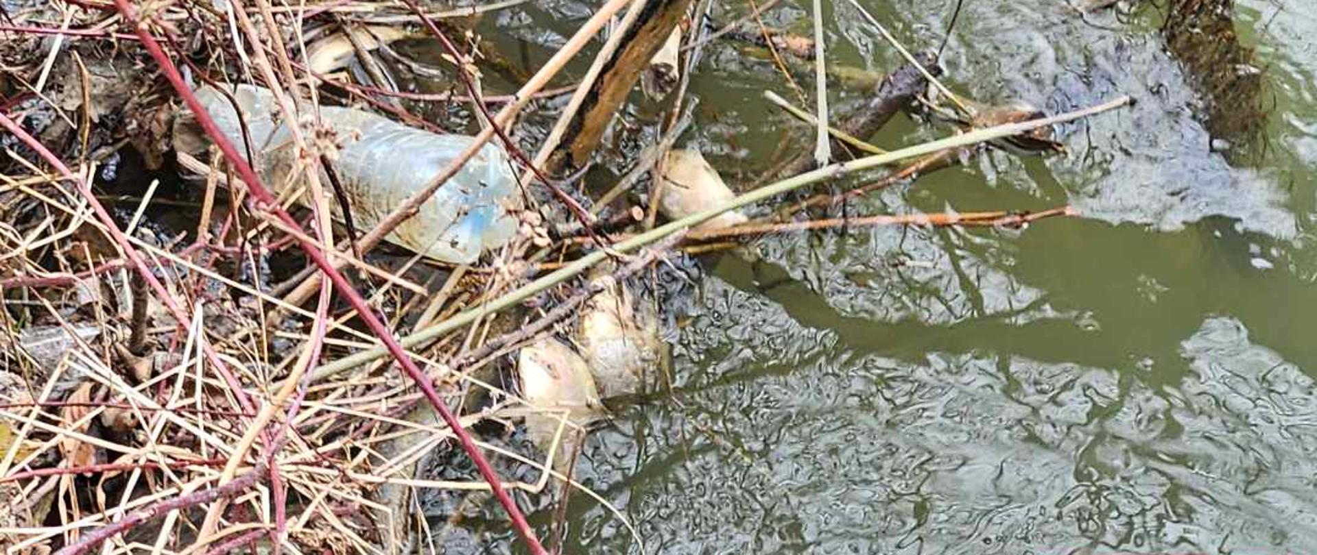 Śnięte ryby w potoku Chlebianka