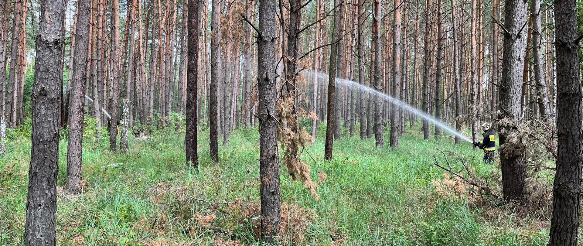 Ćwiczenia WOO "Las Nielub 2022"