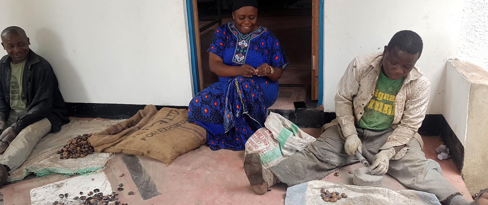 proces rozłupywania skrup orzechów nerkowca (zbiory w 2020 roku) 