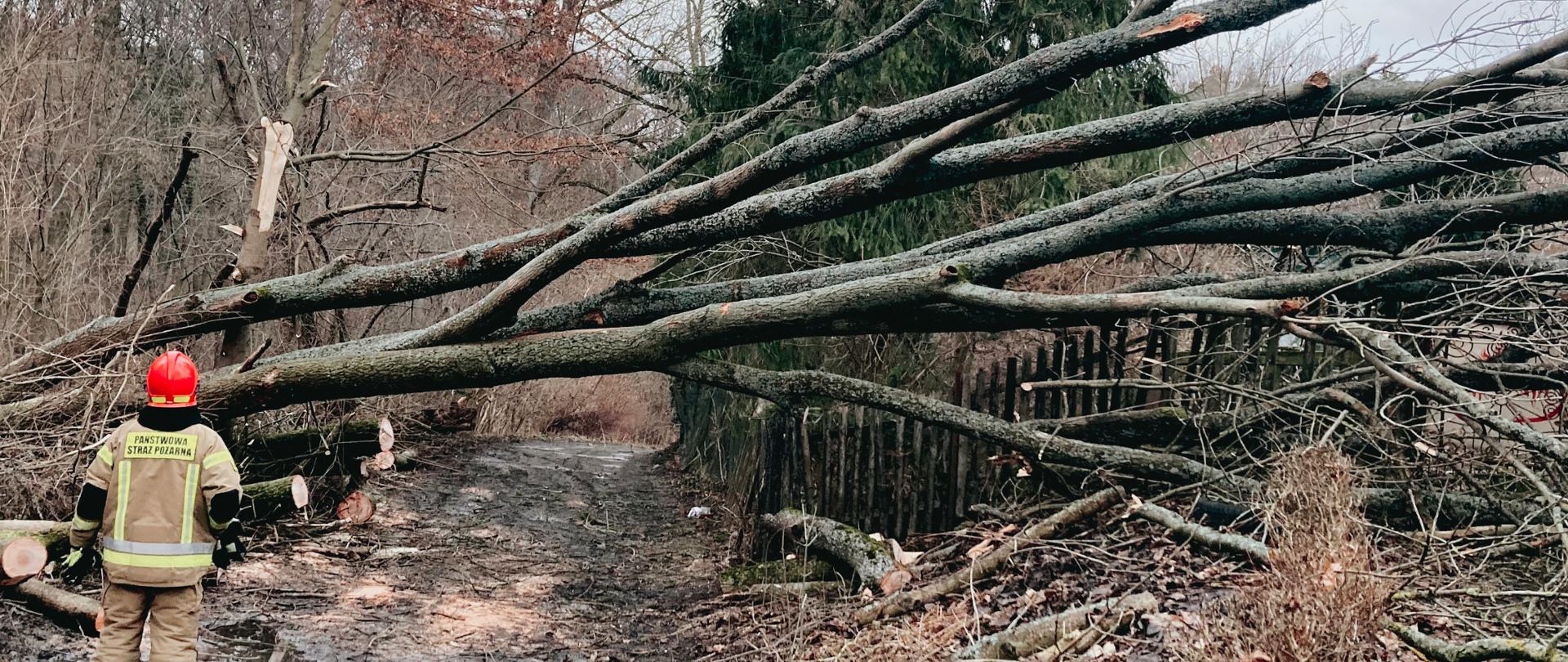 Powalone drzewo na płot