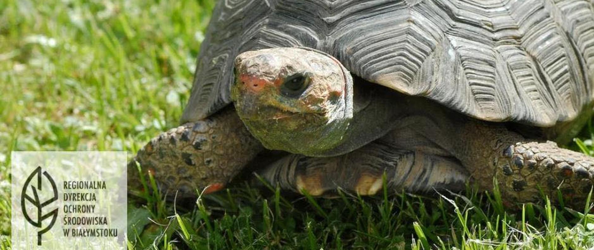 Światowy Dzień Żółwia