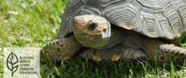 Światowy Dzień Żółwia