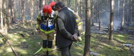 Pożar lasu. Teren leśnictwa Dębno. Dowódca akcji wspólnie z leśniczym sprawdzaja podłoże. W tle inni strażacy oraz pogorzelisko. Z prawej strony leżą dwie tłumice. Nad pogorzeliskiem unosi sie lekki dym.