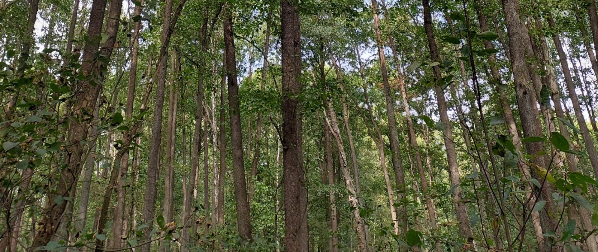 Las, pnie drzew i fragment nieba