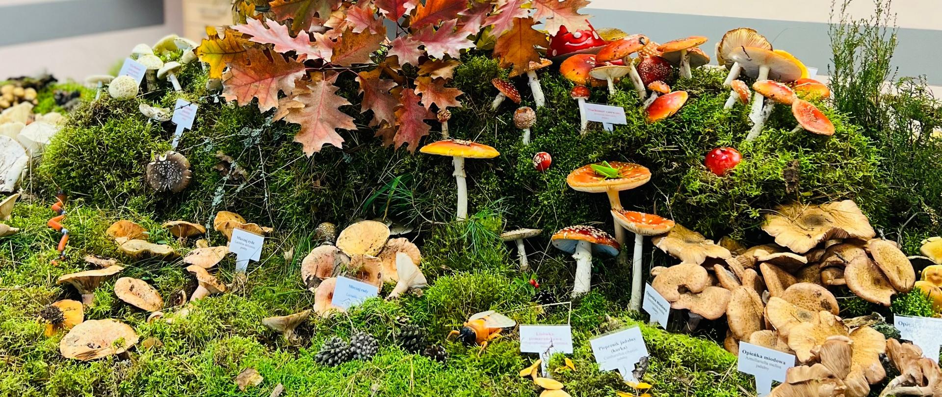 Wystawa grzybów (3)