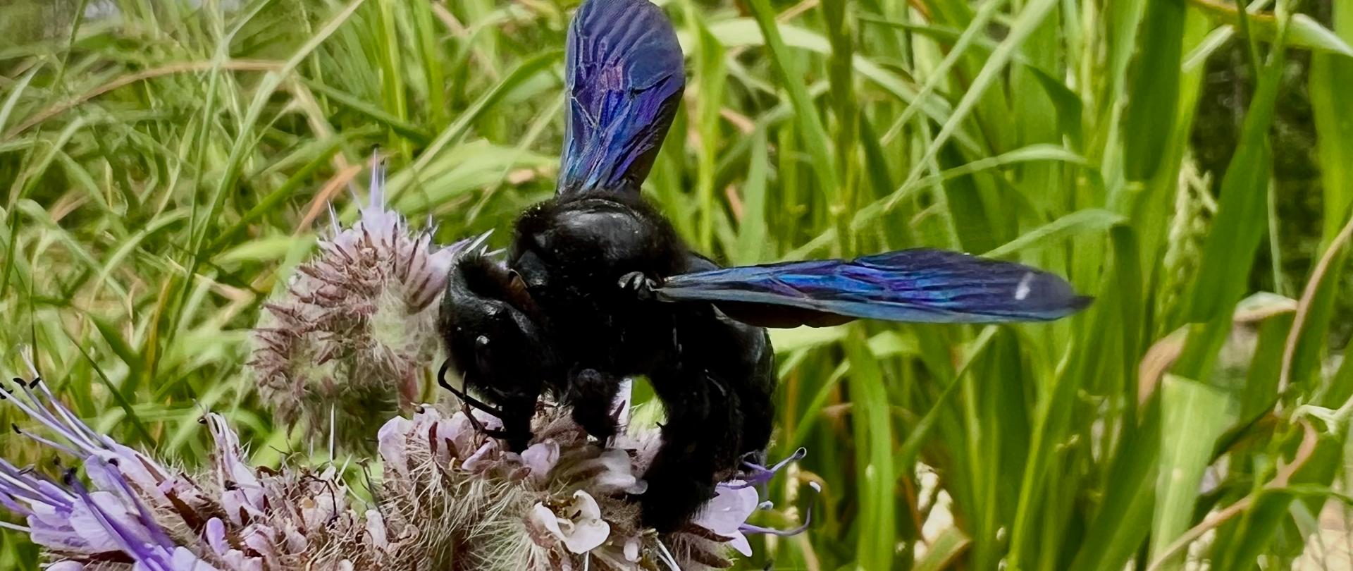 Zdjęcie przedstawia Zadrzechnię fioletową (Xylocopa violacea) potocznie nazywaną czarną pszczołą.