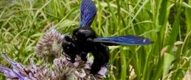 Zdjęcie przedstawia Zadrzechnię fioletową (Xylocopa violacea) potocznie nazywaną czarną pszczołą.