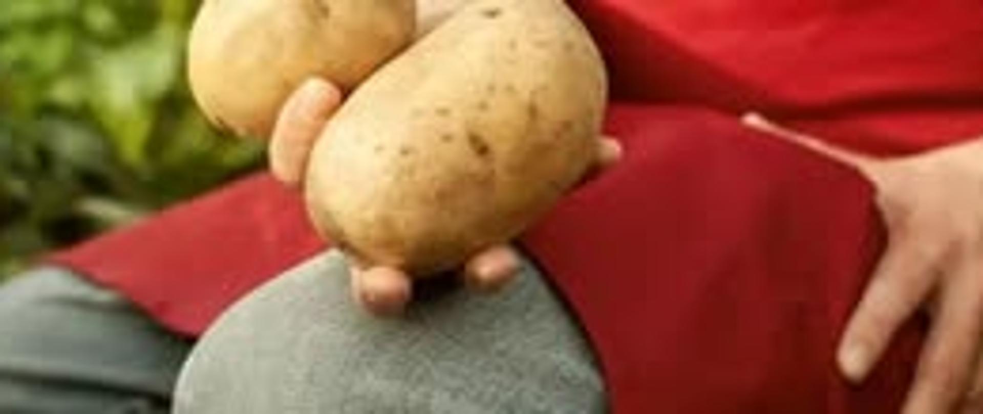 Wpływ zdrowych roślin na nasze codzienne życie 