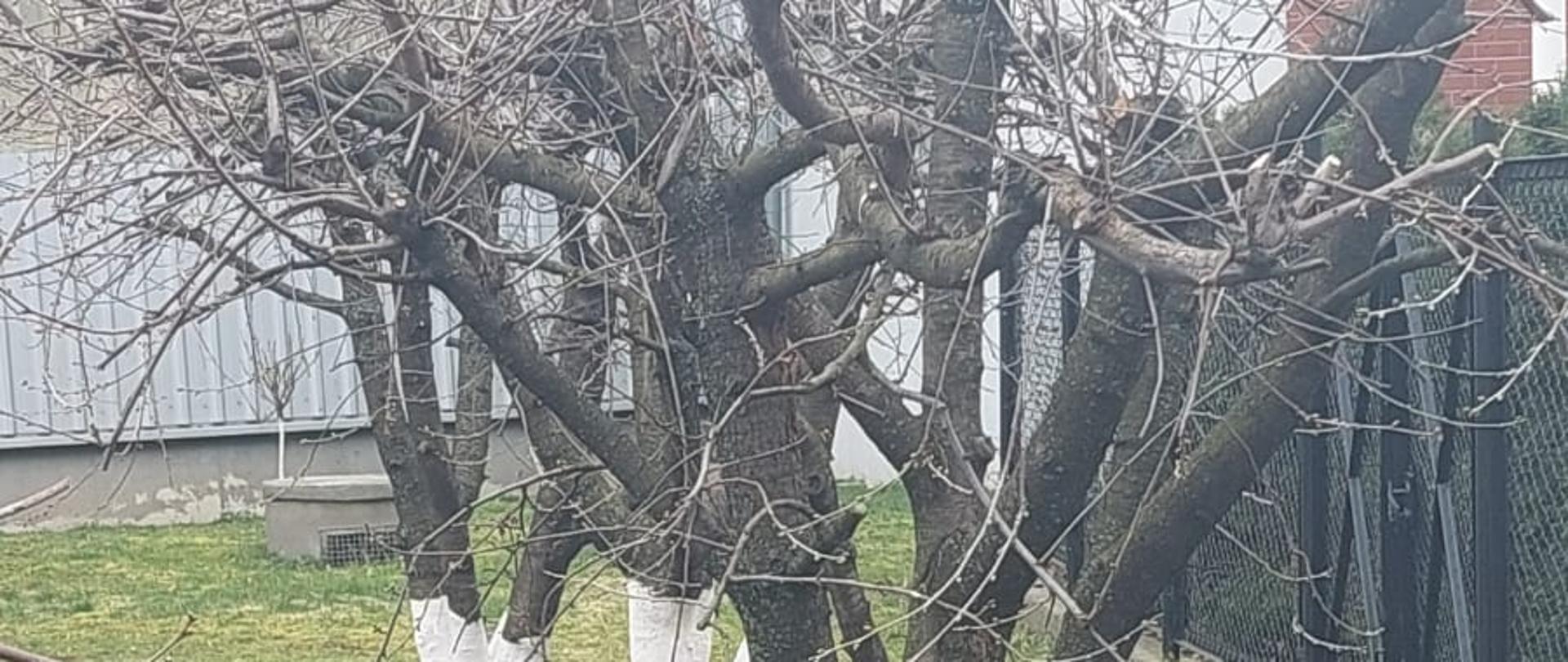 Wapnowanie drzewek 3