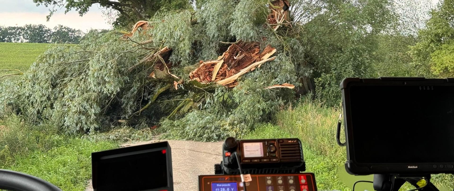 Powalone drzewo na drodze.