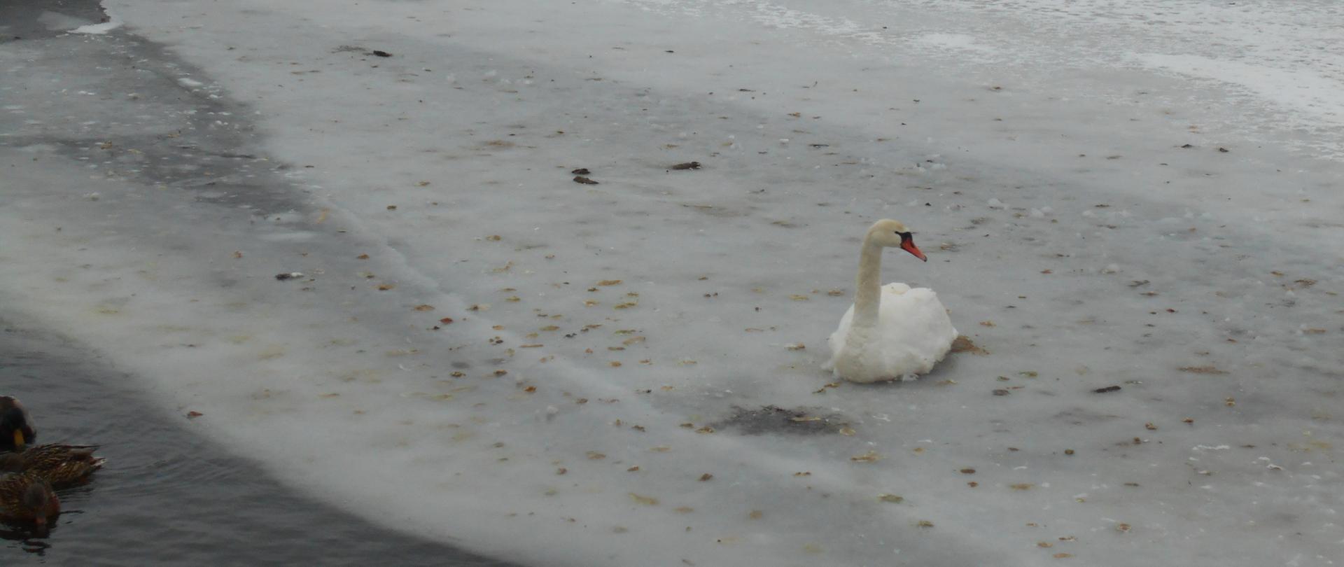 Zdjęcie przedstawia łabędzia przymarzniętego do tafli lodu