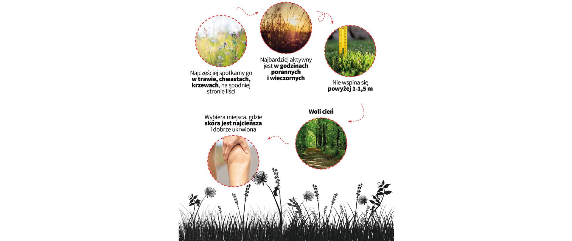 Kleszcze najczęściej spotkamy: w trawie, chwastach, krzewach, Najbardziej aktywny jest w godzinach porannych i wieczornych. Nie wspina się powyżej 1 -1,5 metra. wybiera miejsca gdzie skóra jest najcieńsza, woli cień