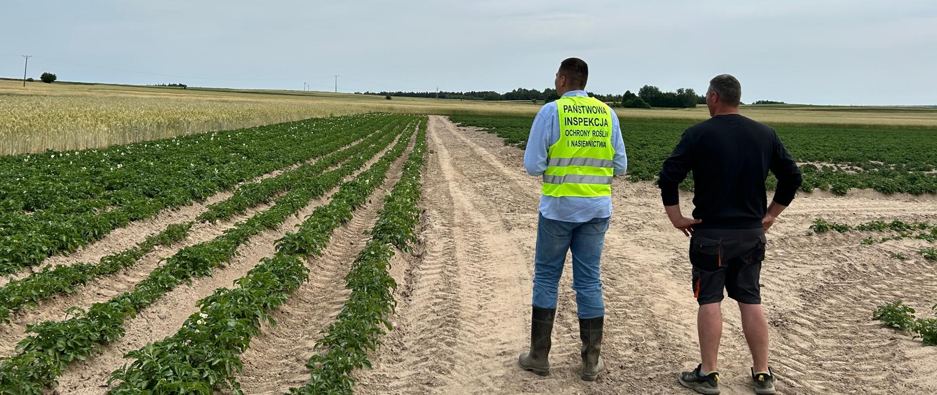 Ocena plantacji nasiennej przy użyciu DRON. 