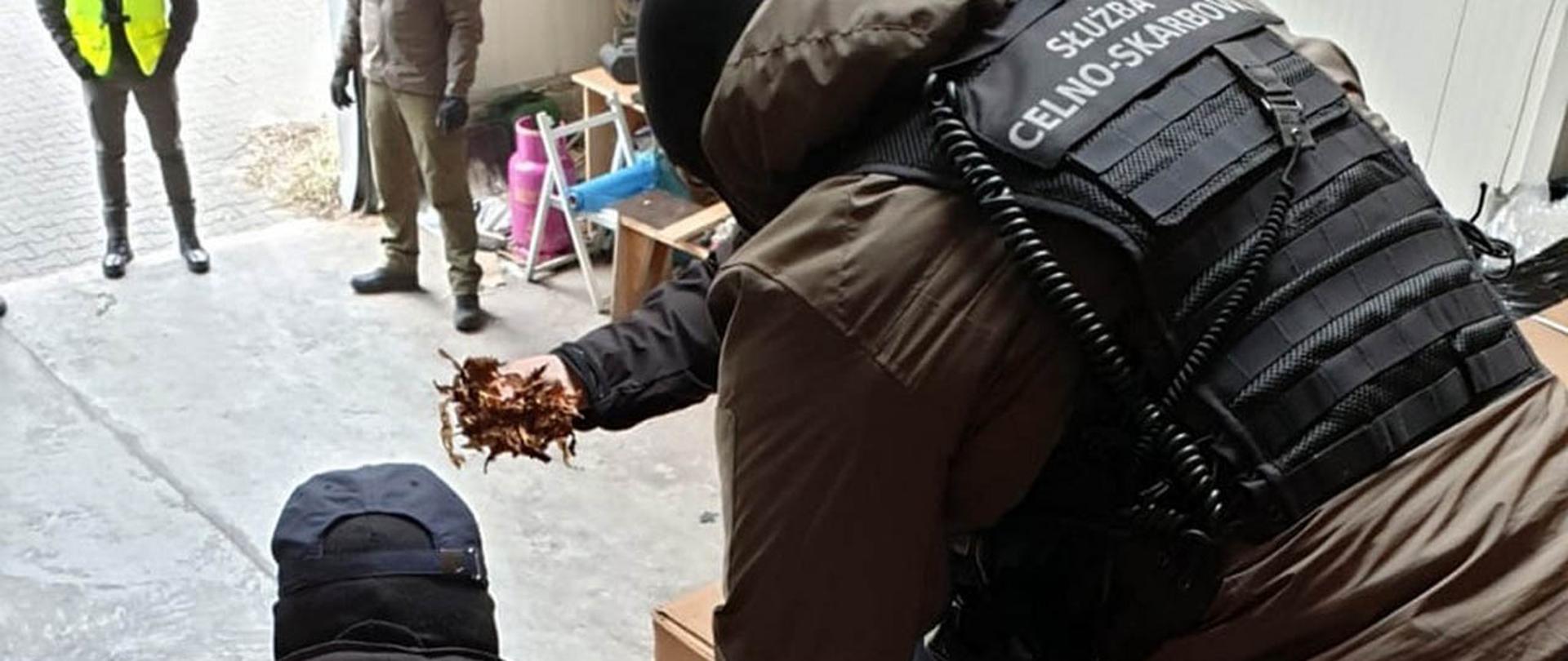 Funkcjonariusze przyglądają się próbce tytoniu.