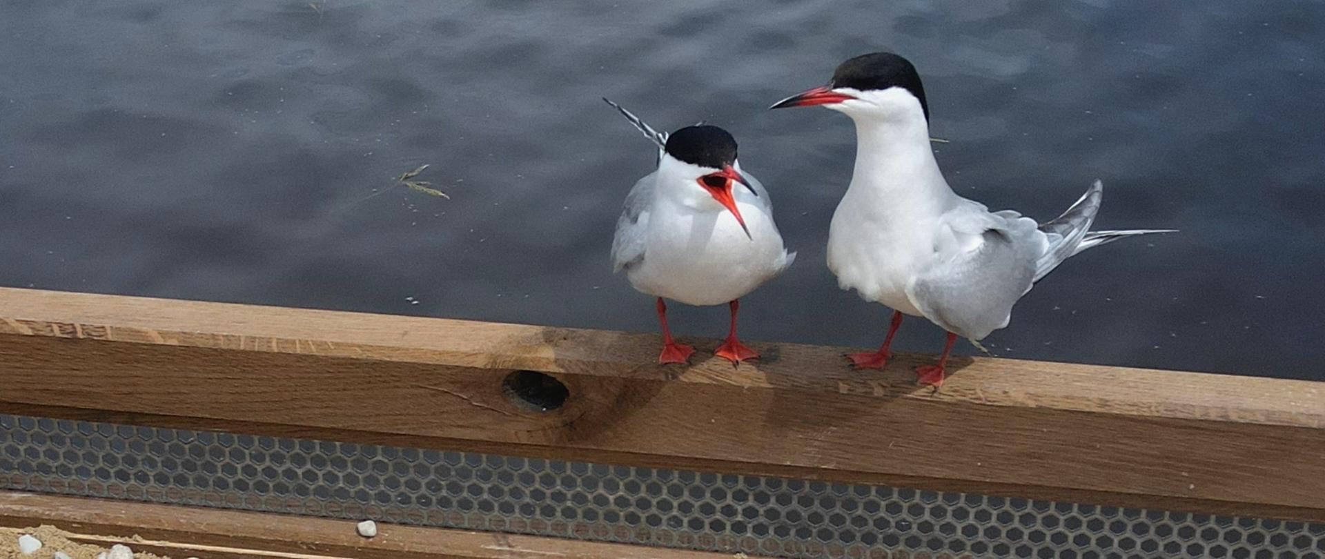 Projekt MF EOG Ptasie Horyzonty - czynna ochrona zagrożonych gatunków ptaków na Polesiu Lubelskim