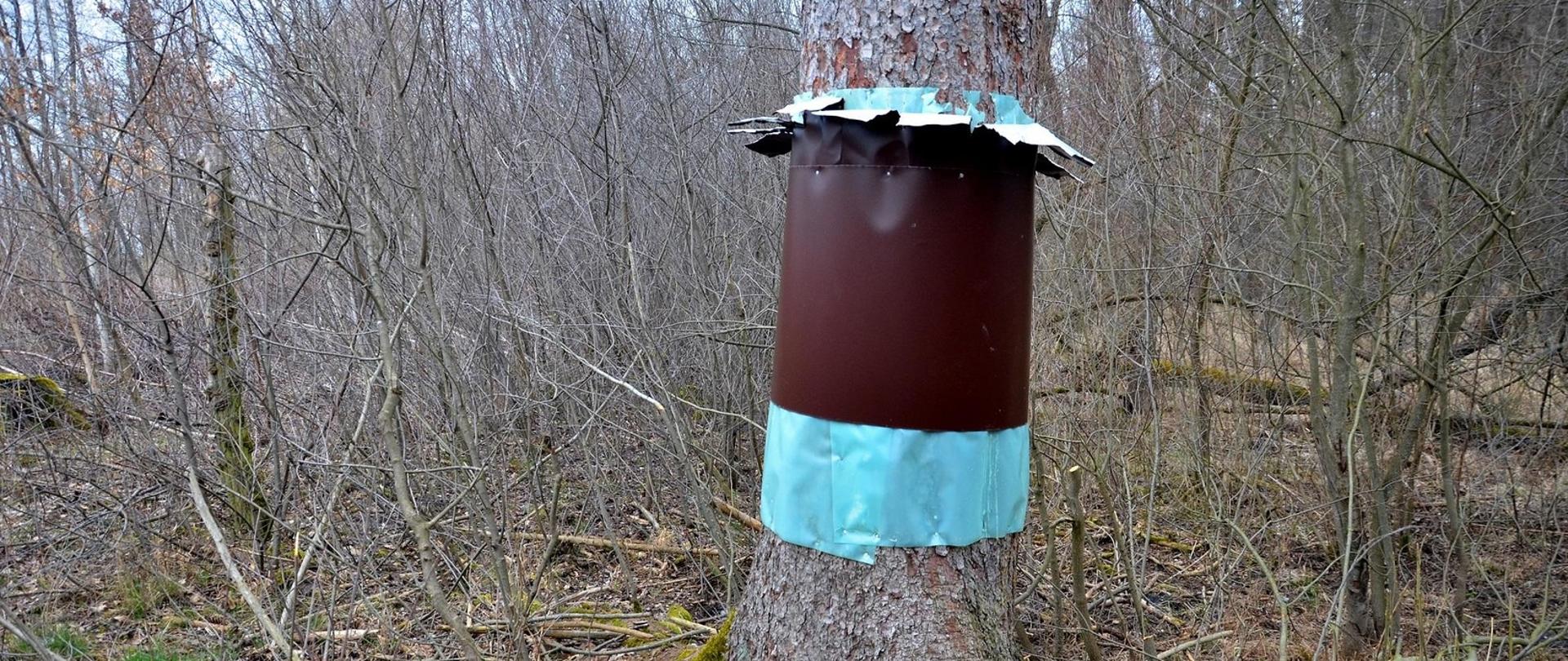 Ochrona gniazda rybołowa przed drapieżnikami 