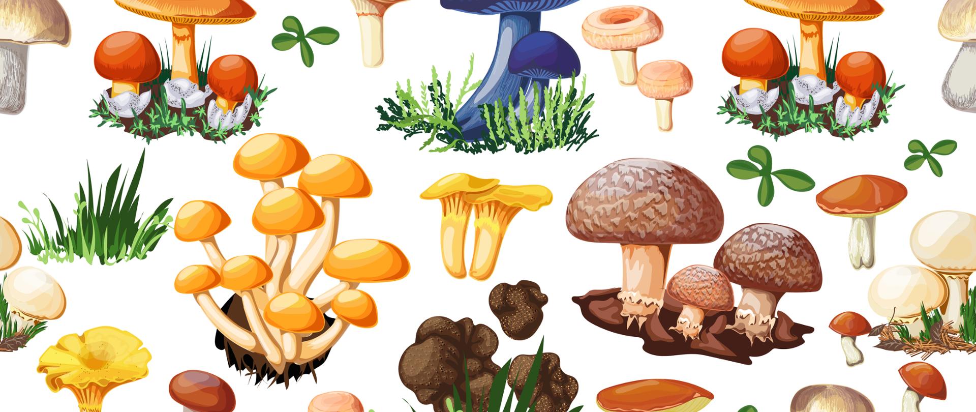 Zdjęcie przedstawia różne gatunki grzybów, które występują w różnych porach roku. Ma to stanowić nawiązanie do kalendarza grzybiarza.