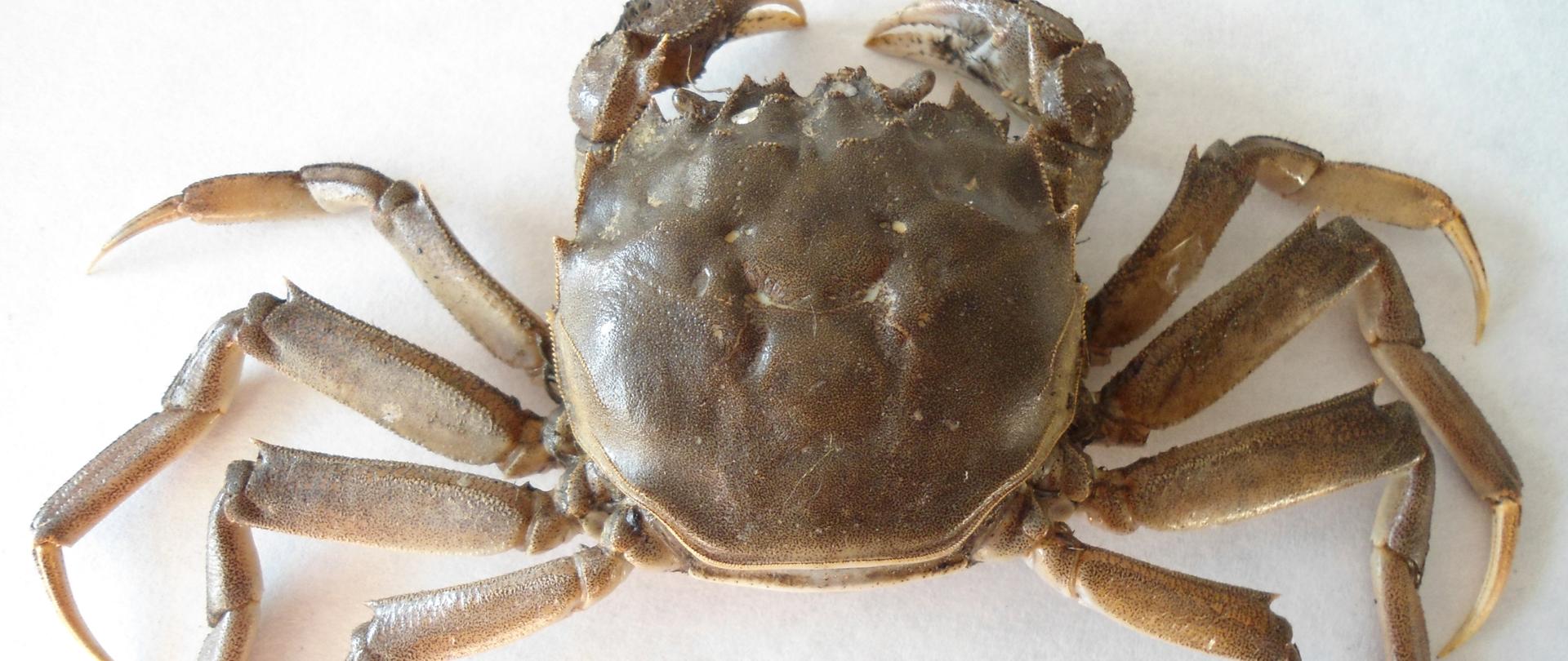 Na zdjęciu widoczny cały, jasnobrązowy krab wełnistoręki ukazany od góry.