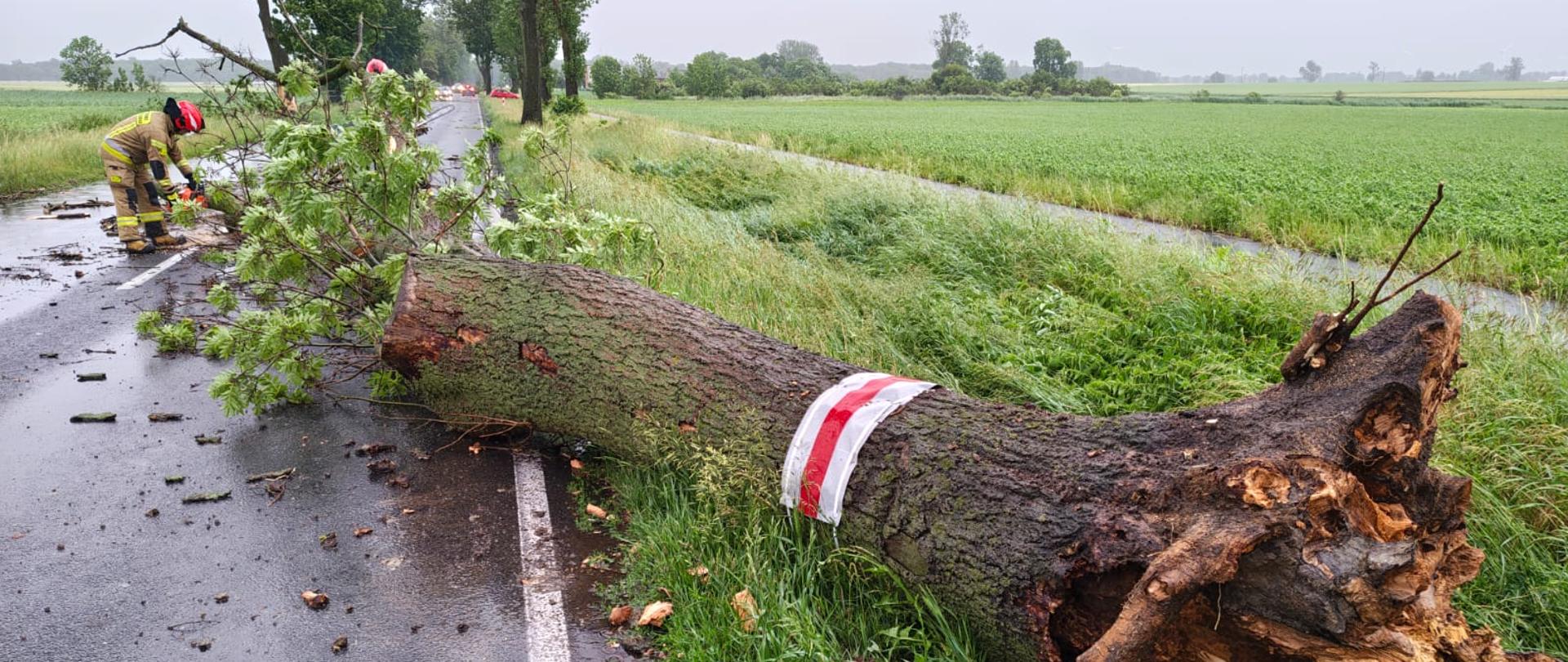 Działania przy powalonym drzewie.